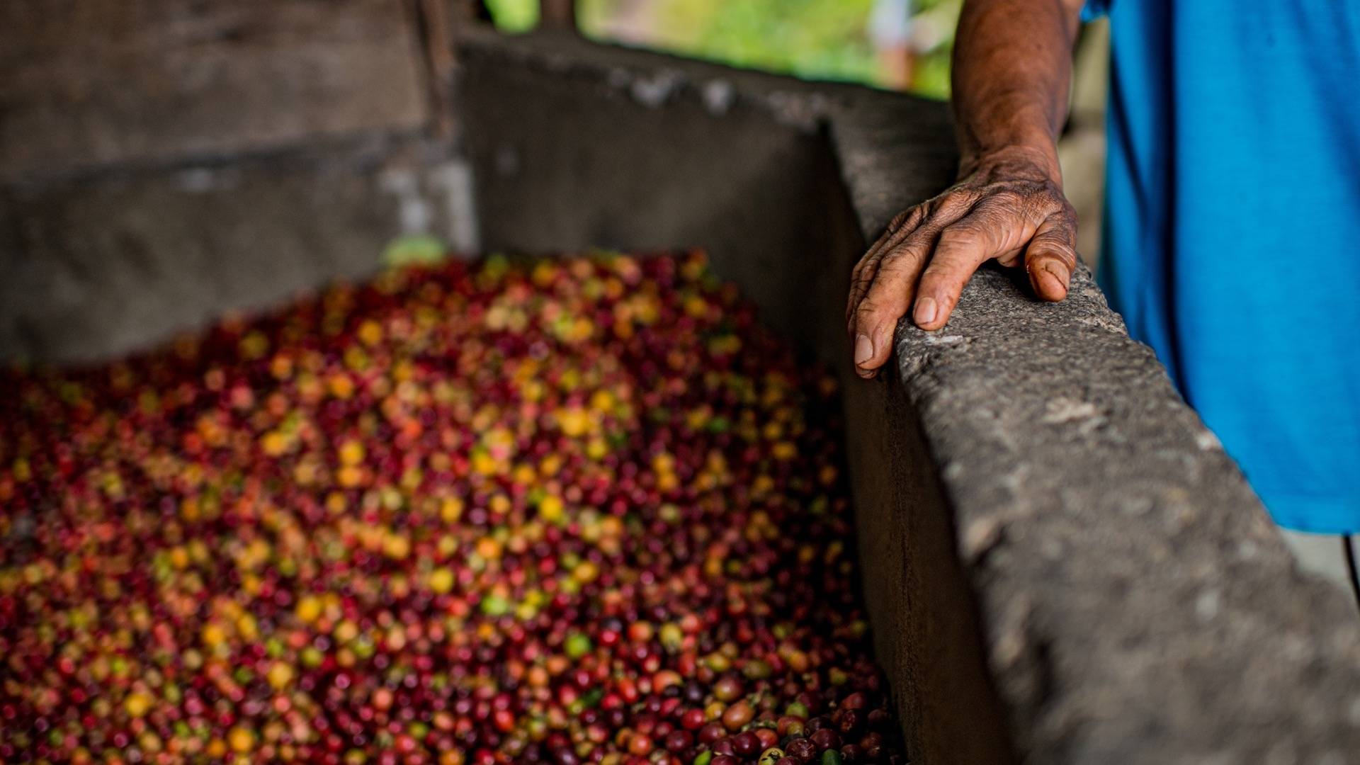 Cerises de café séchage